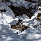 Langzeitaufnahme im Schnee