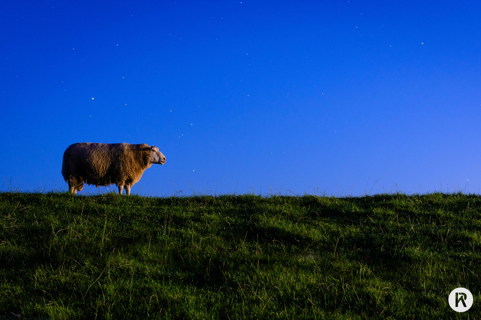 Langzeitbelichtung von Schaf auf Deich bei Nacht