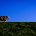 Langzeitbelichtung von Schaf auf Deich bei Nacht