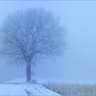 Langzeitstudie: Baum im Jahresverlauf - Januar