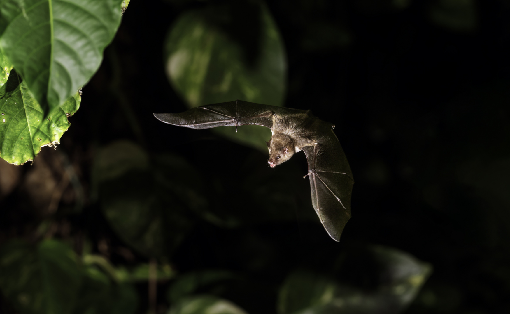 Langzungen Blütenfledermaus