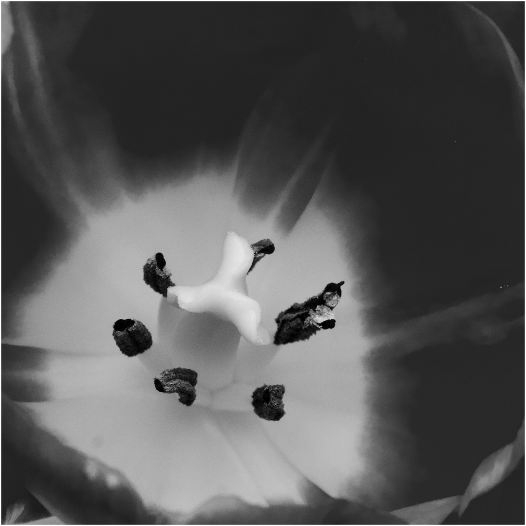 L'anima del tulipano.