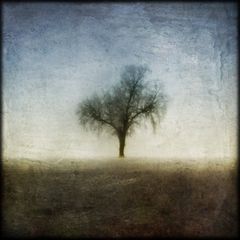 l'anima dell'albero