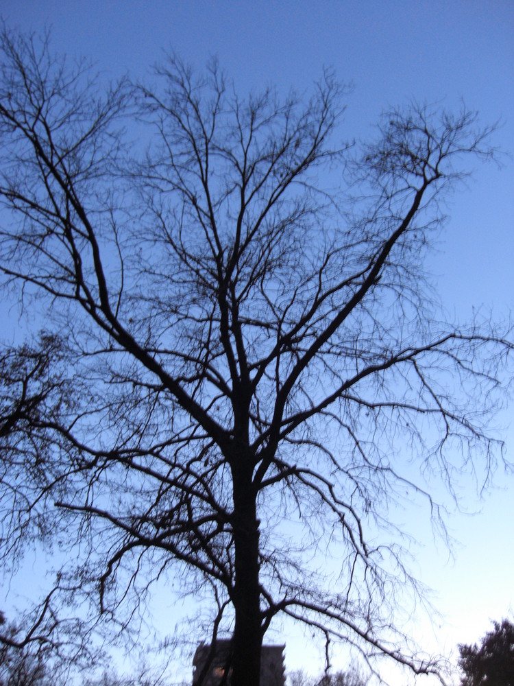 l'anima di un albero