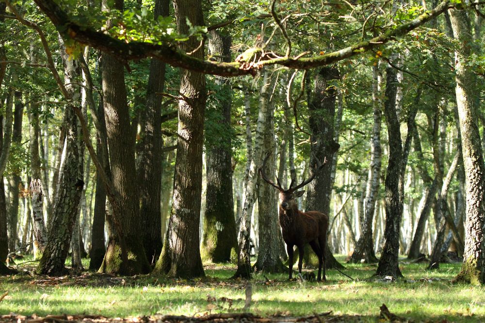 l'animal dans son élément