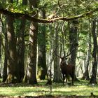 l'animal dans son élément