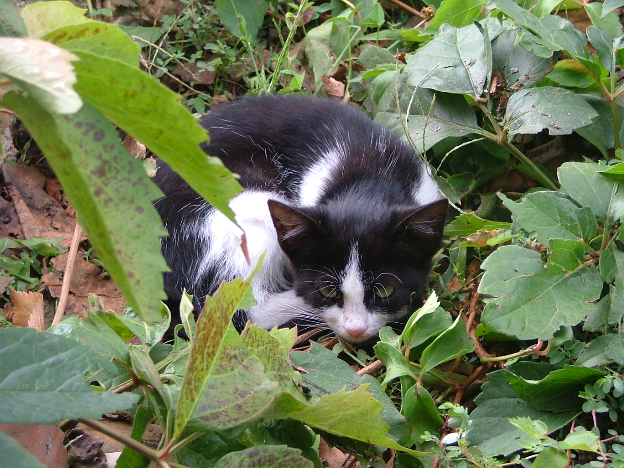 L'animale piu pigro del mondo : il gatto !!!