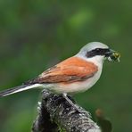 Lanius collurio