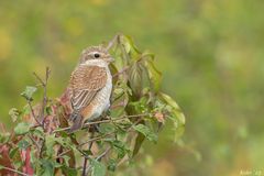 Lanius collurio Junior