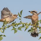 Lanius collurio - Neuntöter- Anflug zur   Fütterung