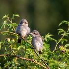 [Lanius collurio] Neuntöter, Jungvögel