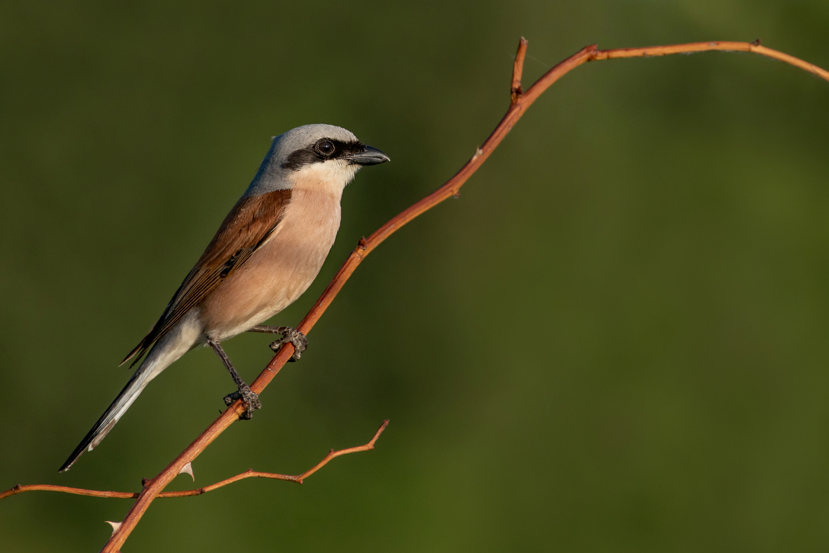 Lanius collurio - Neuntöter - m- 