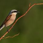 Lanius collurio - Neuntöter - m- 