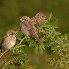 Lanius collurio - Neuntöter - Nachwuchs