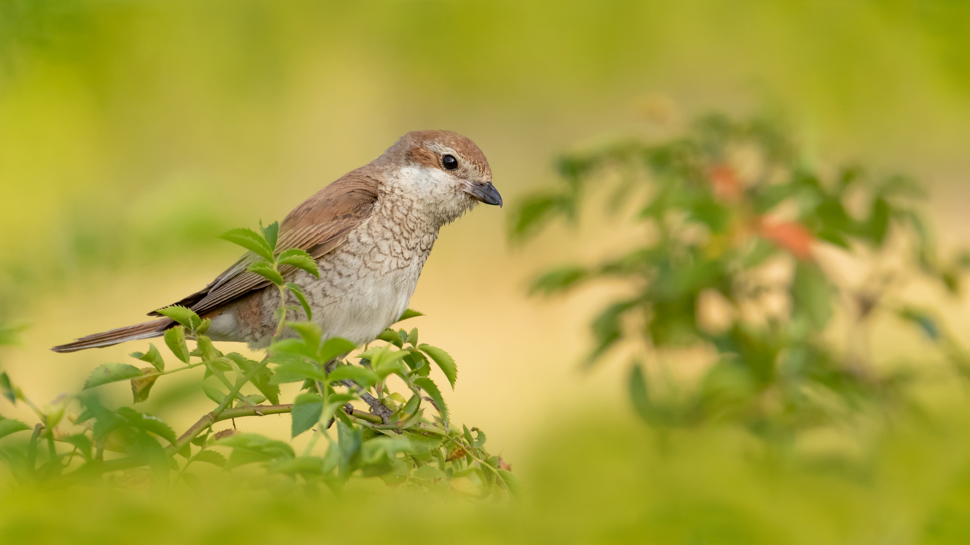 Lanius collurio - Neuntöter - w- 