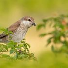 Lanius collurio - Neuntöter - w- 