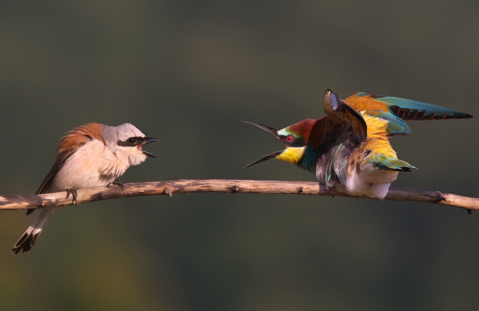 Lanius collurio vs Merops apiaster