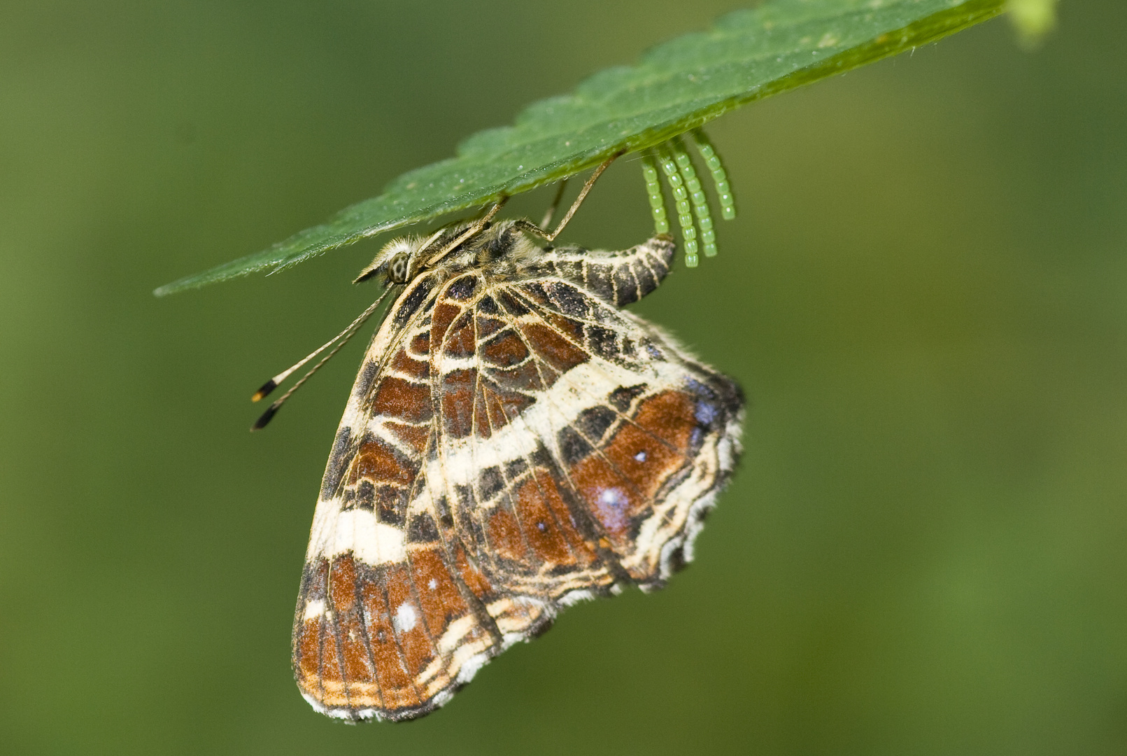 Lankärtchen (Araschnia levana) bei der Eiablage.