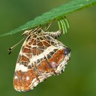 Lankärtchen (Araschnia levana) bei der Eiablage.