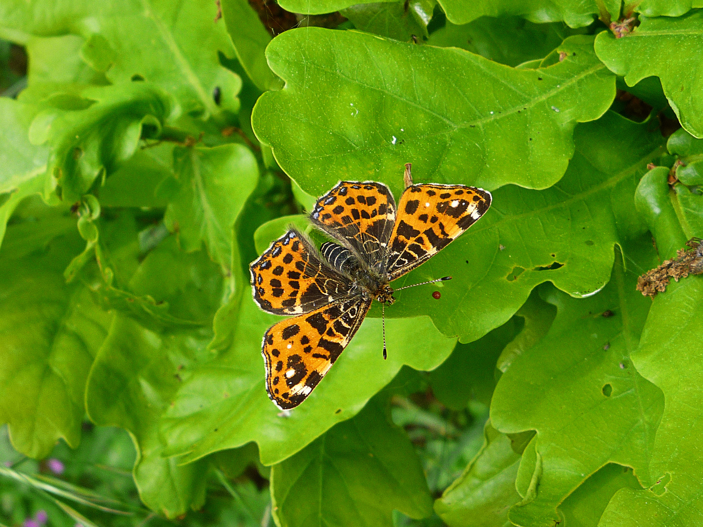 Lankärtchen auf Eiche