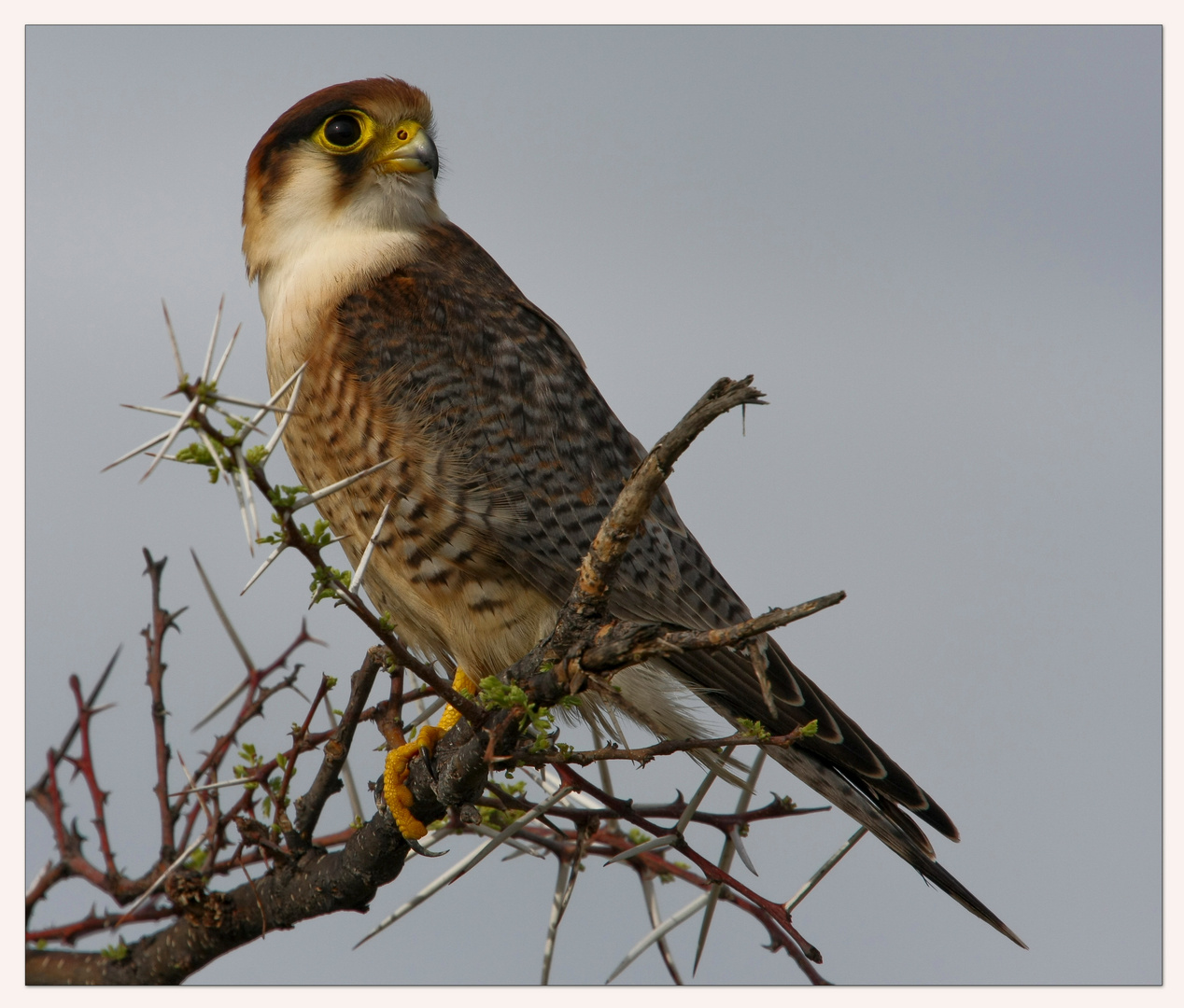 Lanner Falcon