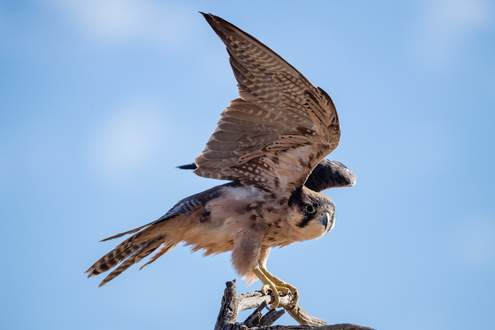 Lanner-Falke macht Fluggymnastik im Wind