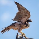 Lanner-Falke macht Fluggymnastik im Wind