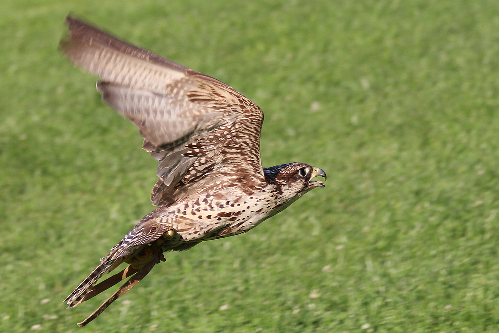 Lannerfalke Aragorn beim Flug im Wildpark Schloss Tambach.