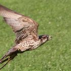 Lannerfalke Aragorn beim Flug im Wildpark Schloss Tambach.