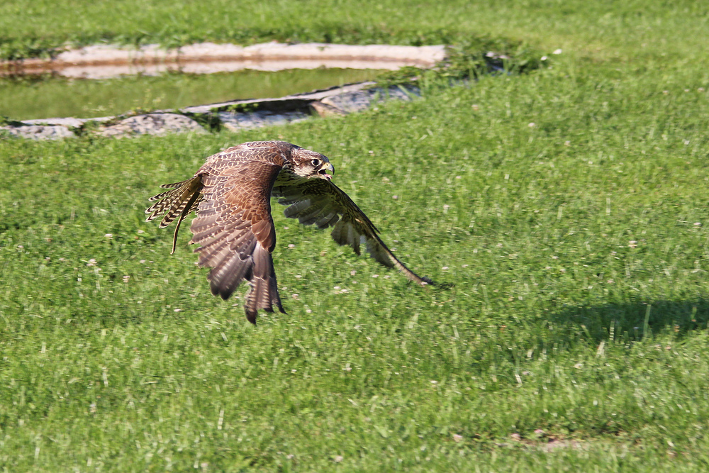 Lannerfalke Aragorn im Wildpark Schloß Tambach.