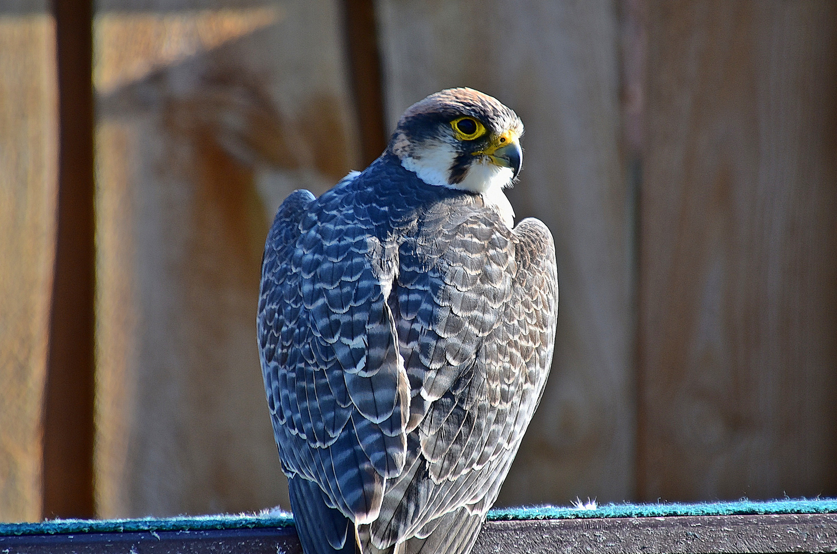 Lannerfalke (Falco biarmicus)