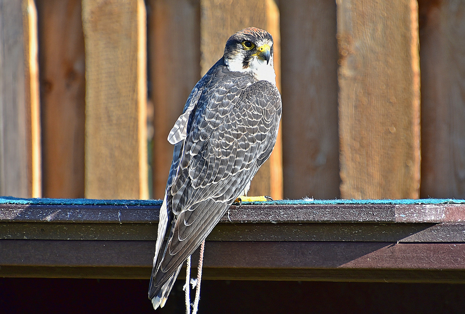 Lannerfalke (Falco biarmicus)