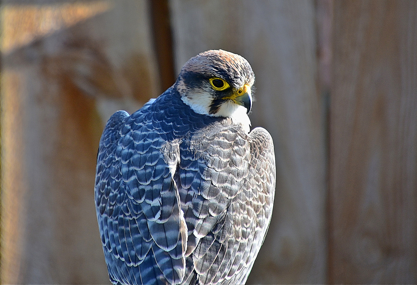 Lannerfalke (Falco biarmicus)