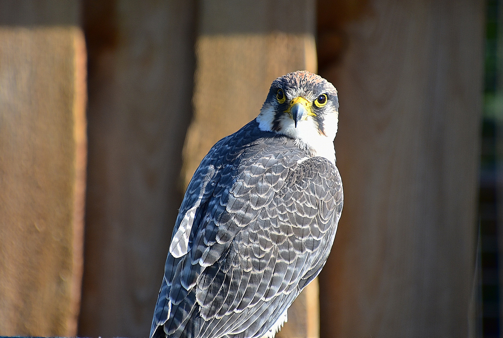 Lannerfalke (Falco biarmicus)