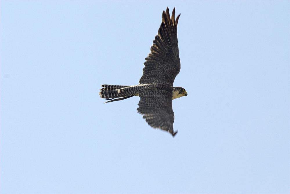 Lannerfalke im Flug