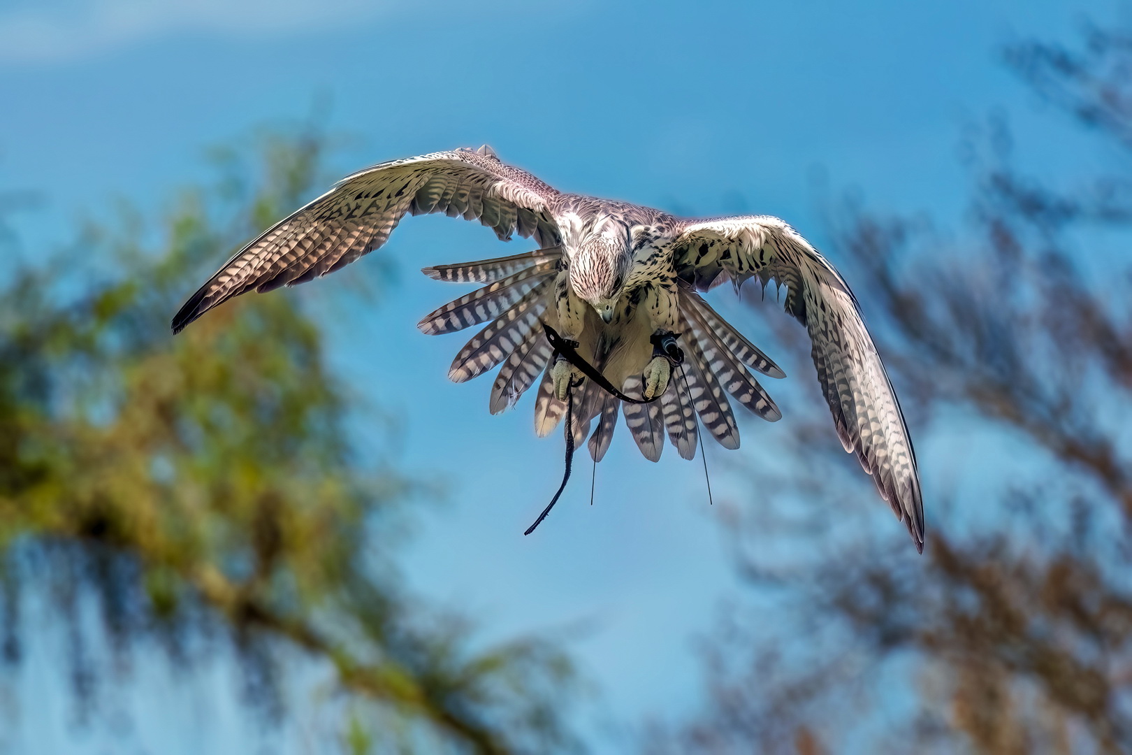 Lannerfalke im Flug