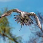 Lannerfalke im Flug