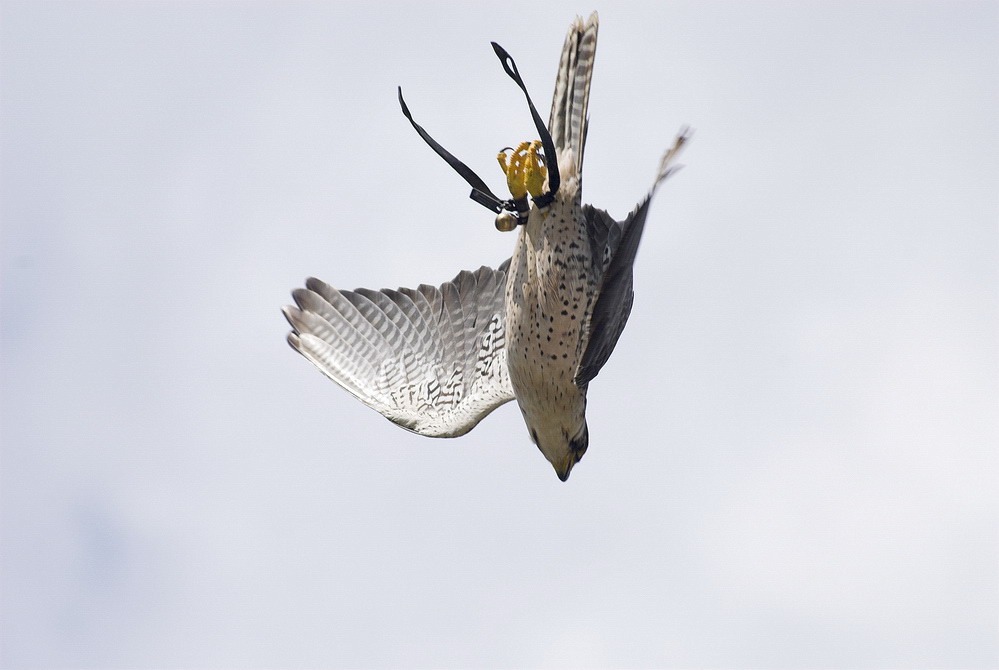 Lannerfalke im Sturzflug