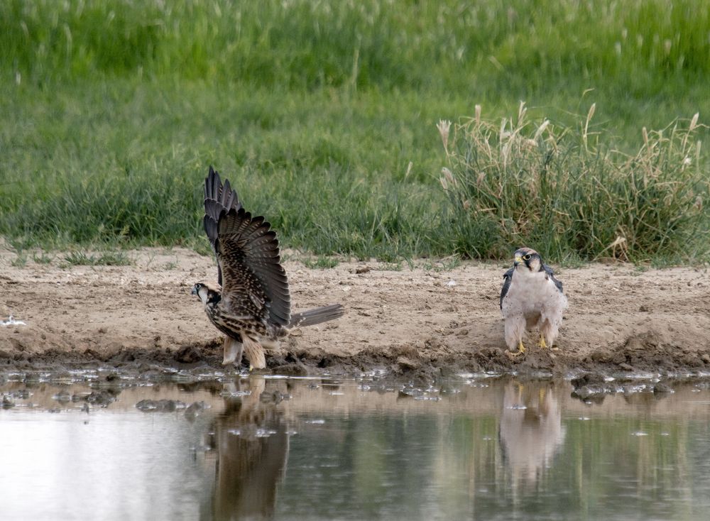 Lannerfalken am Polentswa Wasserloch