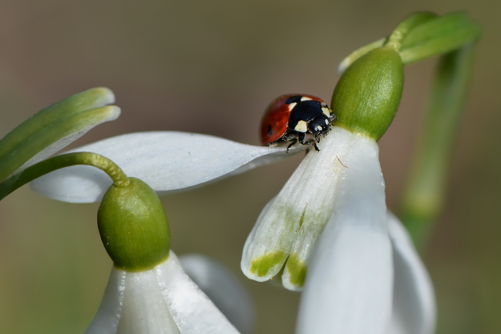 L`annonce du printemps