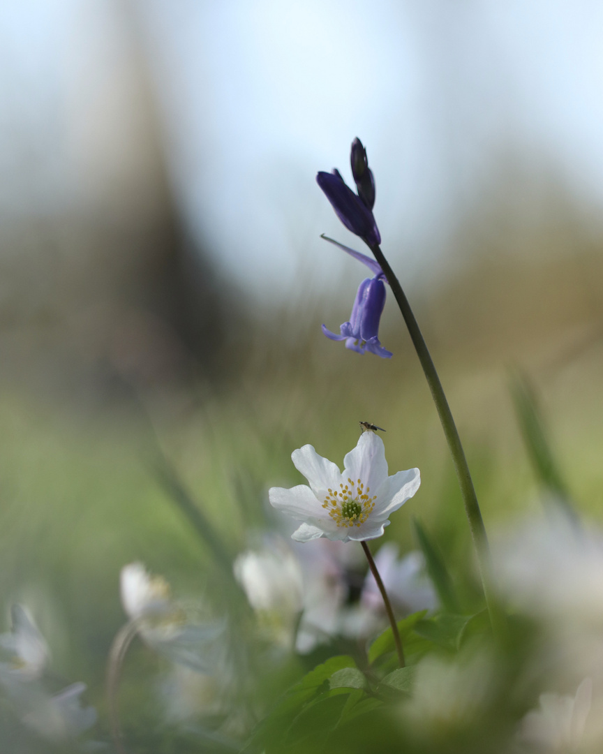 L’annonce du Printemps 