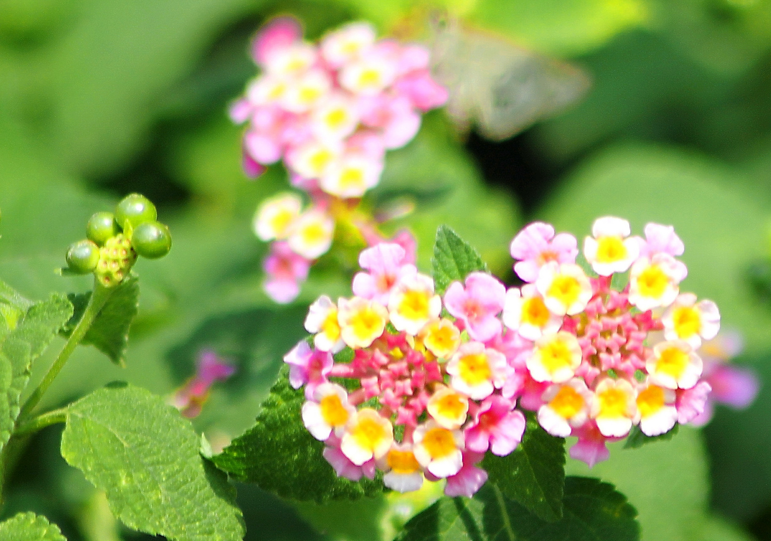 lantana