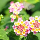 lantana