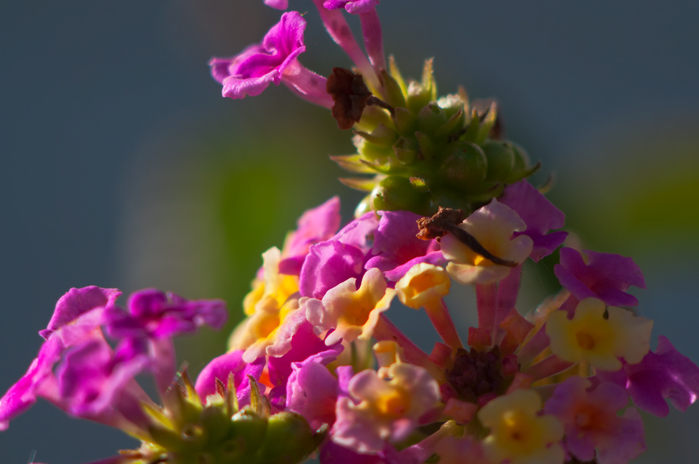 Lantana