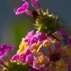 Lantana