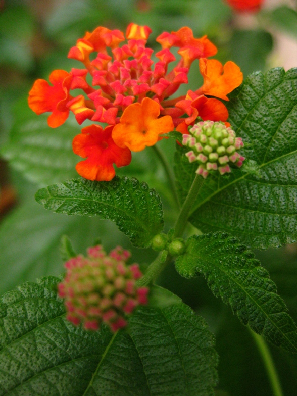 Lantana