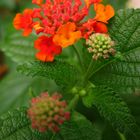 Lantana