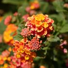 Lantana 2