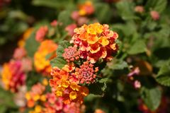 Lantana 2