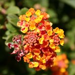 Lantana